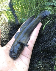 Neogobius melanostomus