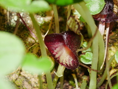 Corybas macranthus
