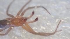 Mesiotelus mauritanicus