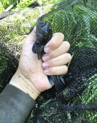 Neogobius melanostomus