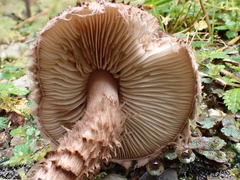 Lepiota calcicola