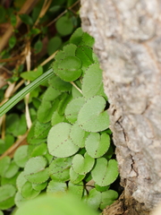 Corybas macranthus