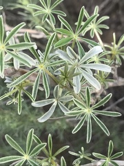 Lupinus albifrons