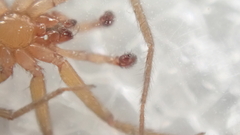 Mesiotelus mauritanicus