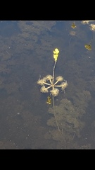 Utricularia inflata
