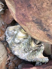 Tridacna