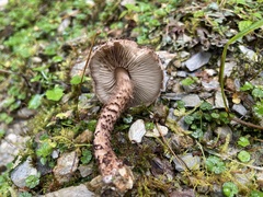 Lepiota calcicola