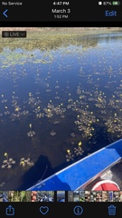Utricularia inflata