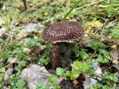 Lepiota calcicola