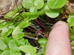 Corybas macranthus