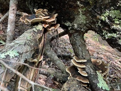 Ischnoderma benzoinum