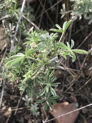 Lupinus albifrons