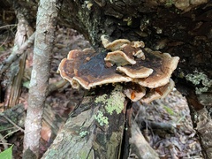 Ischnoderma benzoinum