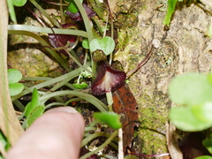 Corybas macranthus
