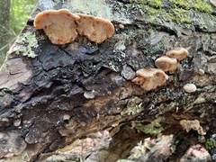 Ischnoderma benzoinum