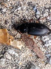 Harpalina