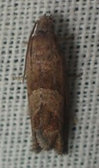 Epiblema boxcana