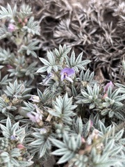 Astragalus kentrophyta