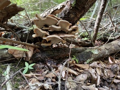 Ischnoderma benzoinum