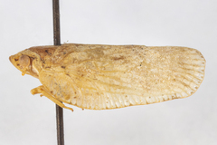 Flatoidinus spinosus