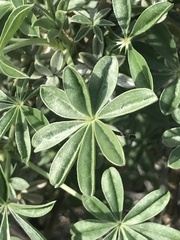 Lupinus albifrons