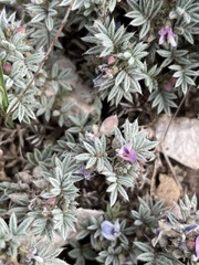 Astragalus kentrophyta