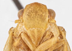 Flatoidinus spinosus