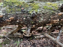 Ischnoderma benzoinum