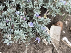 Astragalus kentrophyta