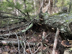 Ischnoderma benzoinum