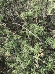 Lupinus albifrons