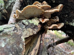 Ischnoderma benzoinum