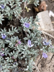 Astragalus kentrophyta