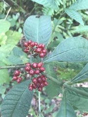 Psychotria tenuifolia