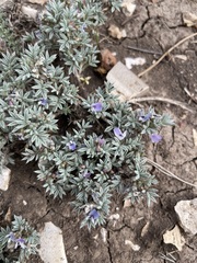 Astragalus kentrophyta