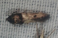 Walshia miscecolorella