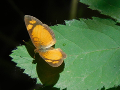 Tegosa