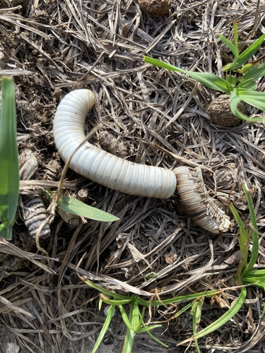 Smokey Oak Millipede photo 4