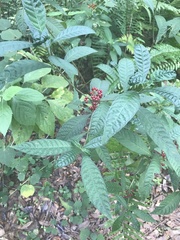 Psychotria tenuifolia