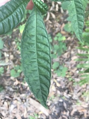 Psychotria tenuifolia