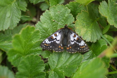 Euphydryas cynthia