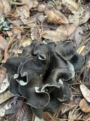 Craterellus calicornucopioides