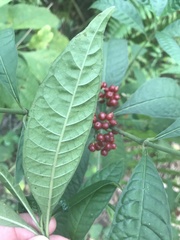 Psychotria tenuifolia