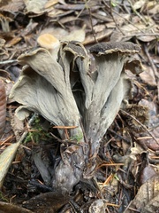 Craterellus calicornucopioides