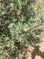 Lupinus albifrons