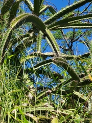Leptocereus quadricostatus