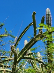 Leptocereus quadricostatus