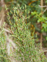 Coprosma rugosa