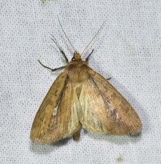 Archanara dissoluta