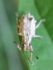 Platyomus piscatorius